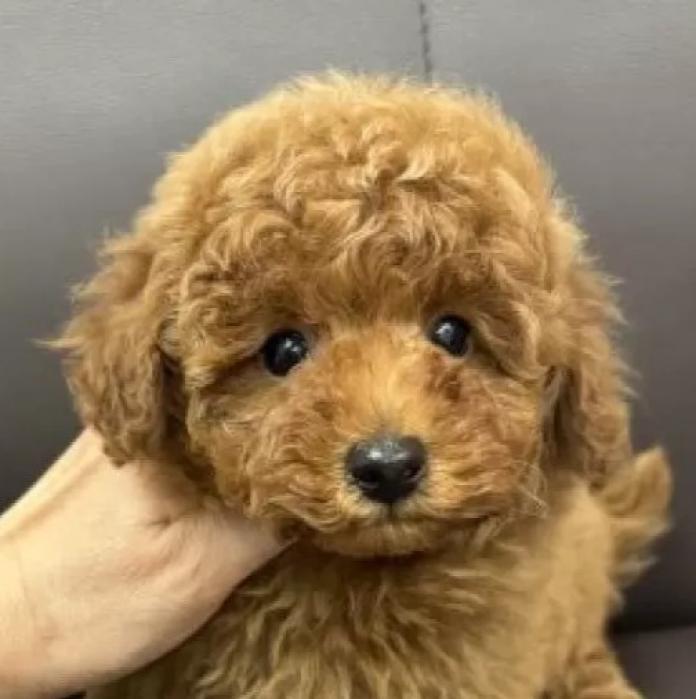 トイプードル(神奈川県・男の子・2025/11/30・レッドフォーン)の子犬情報! | 鑪 利枝ブリーダー(1039)