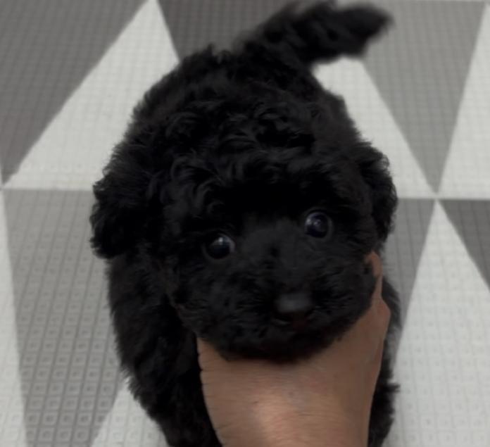 トイプードル(神奈川県・女の子・2026/02/22・ブラック)の子犬情報! | 鑪 利枝ブリーダー(1309)