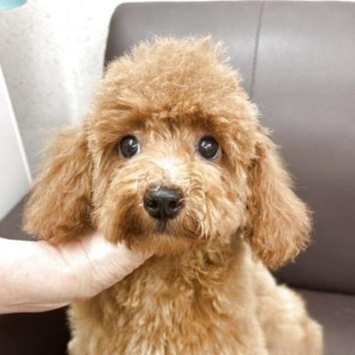 トイプードル(1561)の子犬情報
