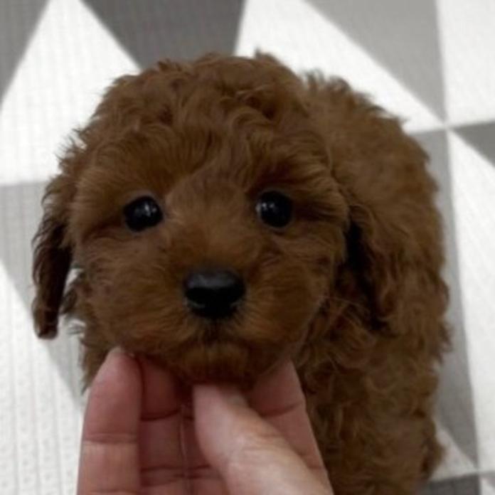 トイプードル(1678)の子犬情報