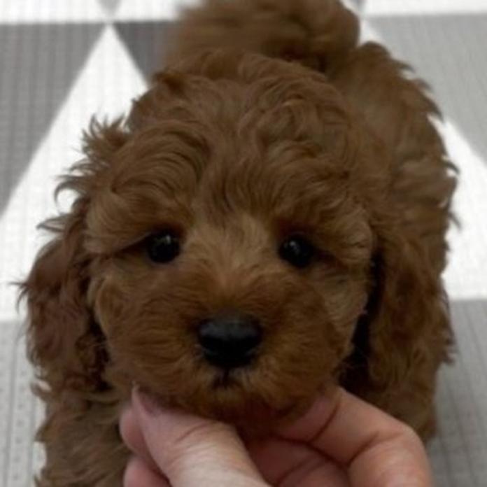 トイプードル(1680)の子犬情報