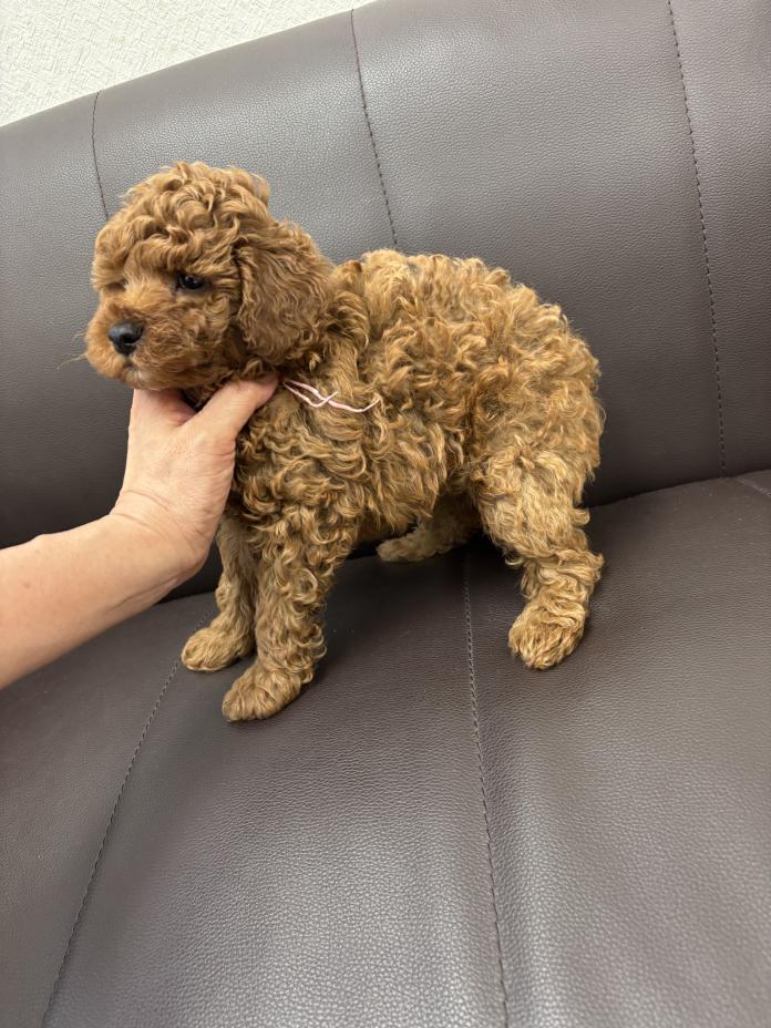 トイプードル(1762)の子犬情報