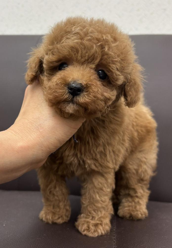 犬のプロフィール画像