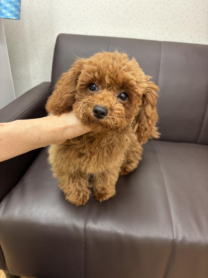 犬のプロフィール画像