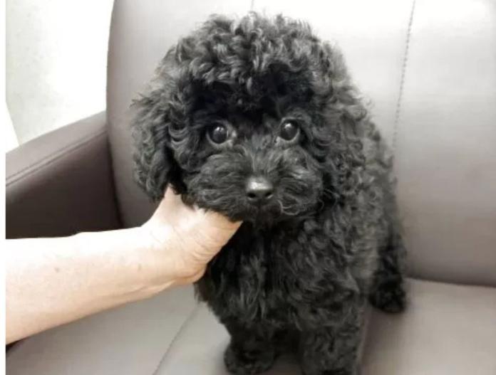 犬のプロフィール画像