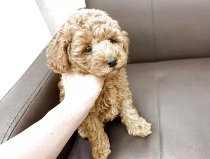 犬のプロフィール画像