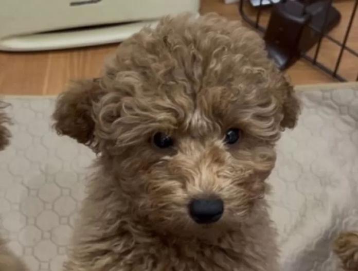 トイプードル(神奈川県・男の子・2025/08/23・レッド)の子犬情報! | 鑪 利枝ブリーダー(744)