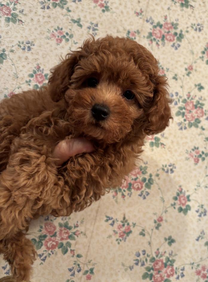 犬のプロフィール画像