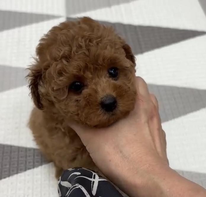 犬のプロフィール画像