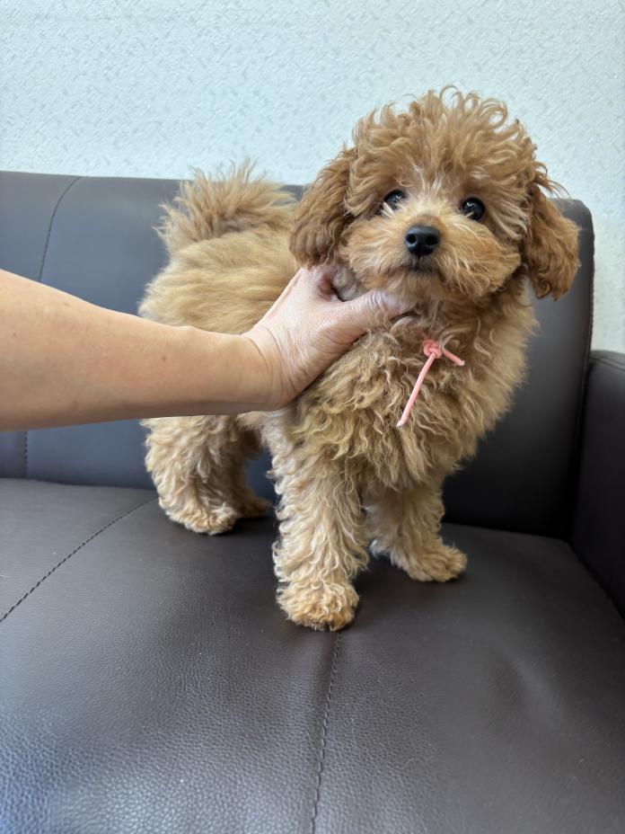 トイプードル(神奈川県・女の子・2025/08/23・レッド)の子犬情報! | 鑪 利枝ブリーダー(746)