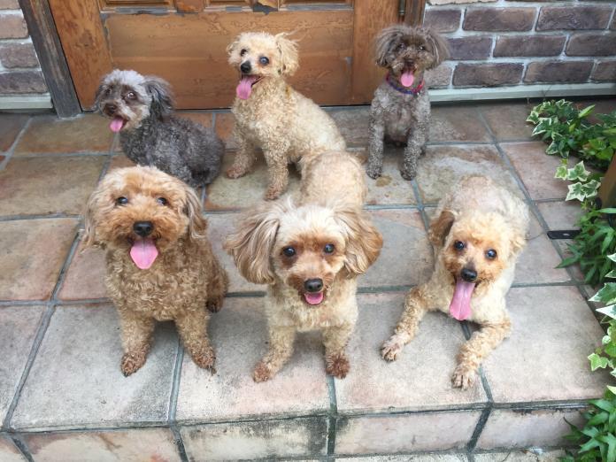 鑪 利枝ブリーダー(神奈川県)の情報・子犬一覧