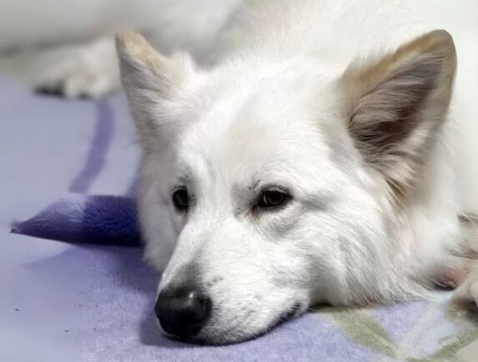犬のプロフィール画像