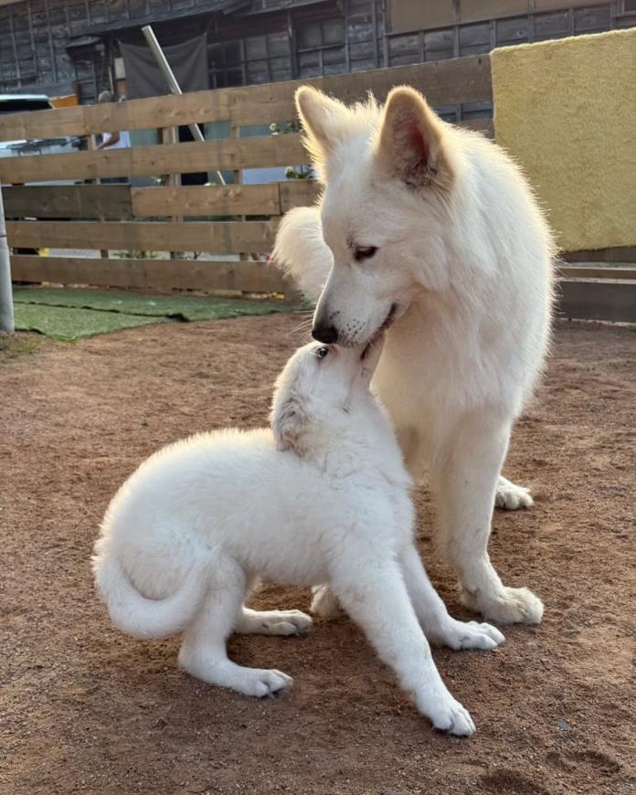 児玉 晋一郎ブリーダー(新潟県)の情報・子犬一覧