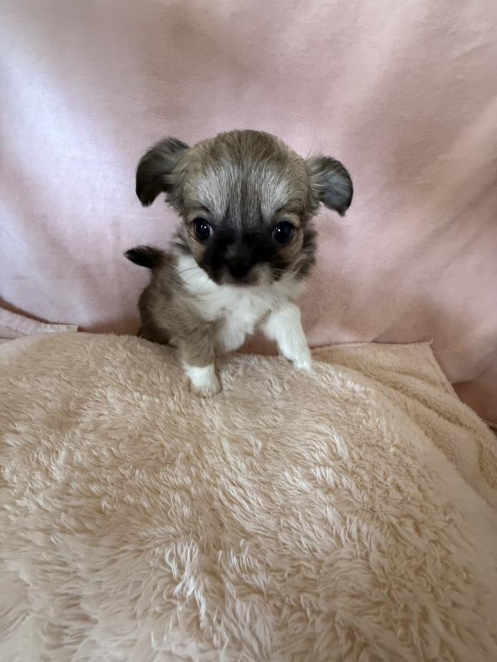 チワワ(ロング)(新潟県・女の子・2026/02/16・レッド＆ホワイト)の子犬情報! | 児玉 晋一郎ブリーダー(1311)