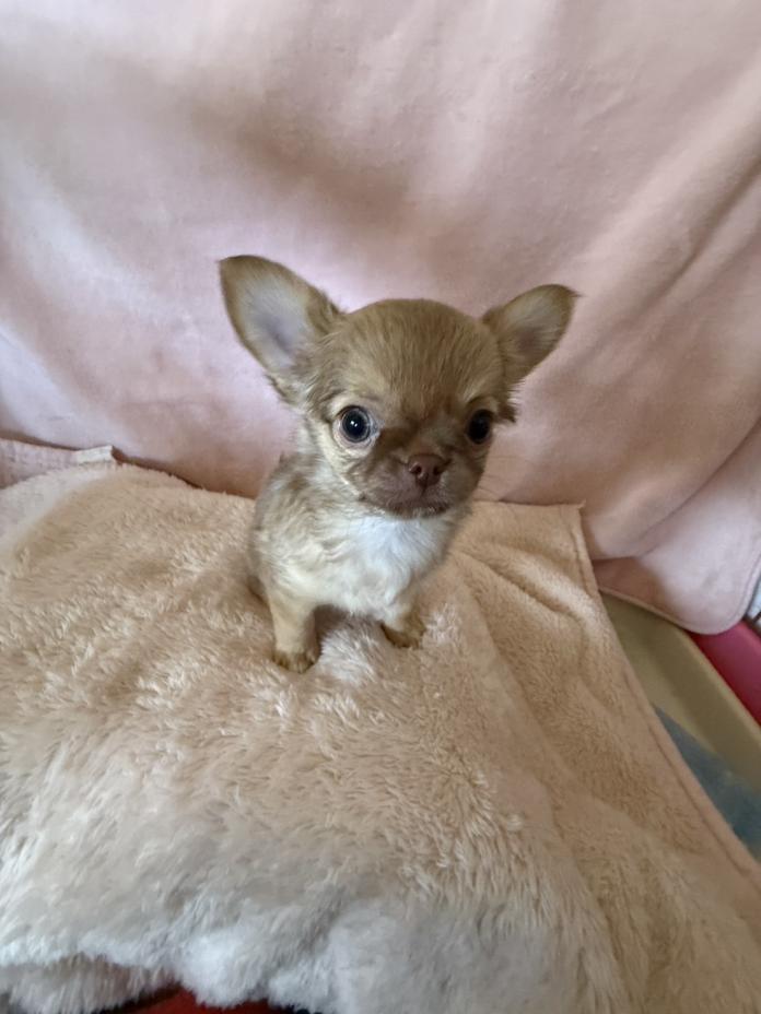 チワワ(ロング)(新潟県・男の子・2026/02/16・チョコフォーン)の子犬情報! | 児玉 晋一郎ブリーダー(1312)