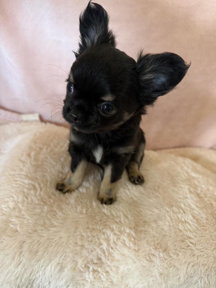 チワワ(ロング)(新潟県・男の子・2026/02/16・ブラックタン＆ホワイト)の子犬情報! | 児玉 晋一郎ブリーダー(1313)