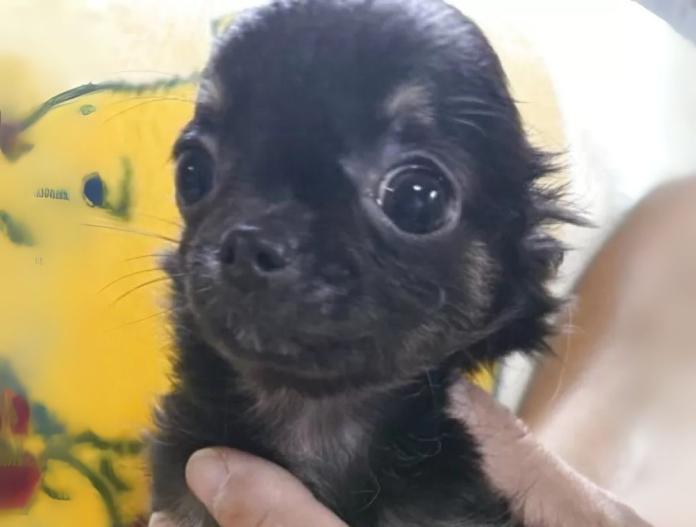 犬のプロフィール画像
