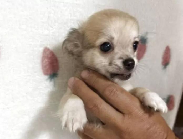 犬のプロフィール画像