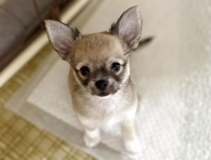 犬のプロフィール画像