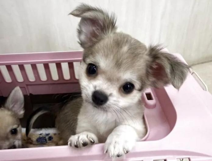 犬のプロフィール画像