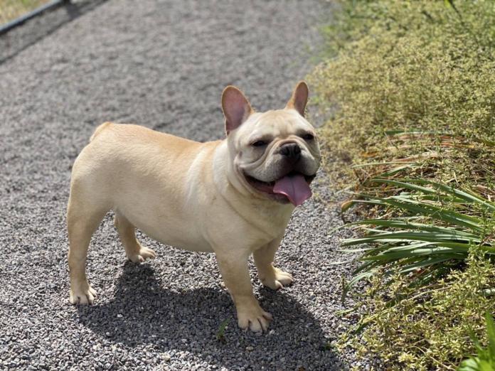 犬のプロフィール画像