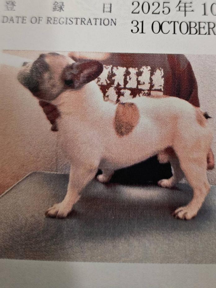 犬のプロフィール画像