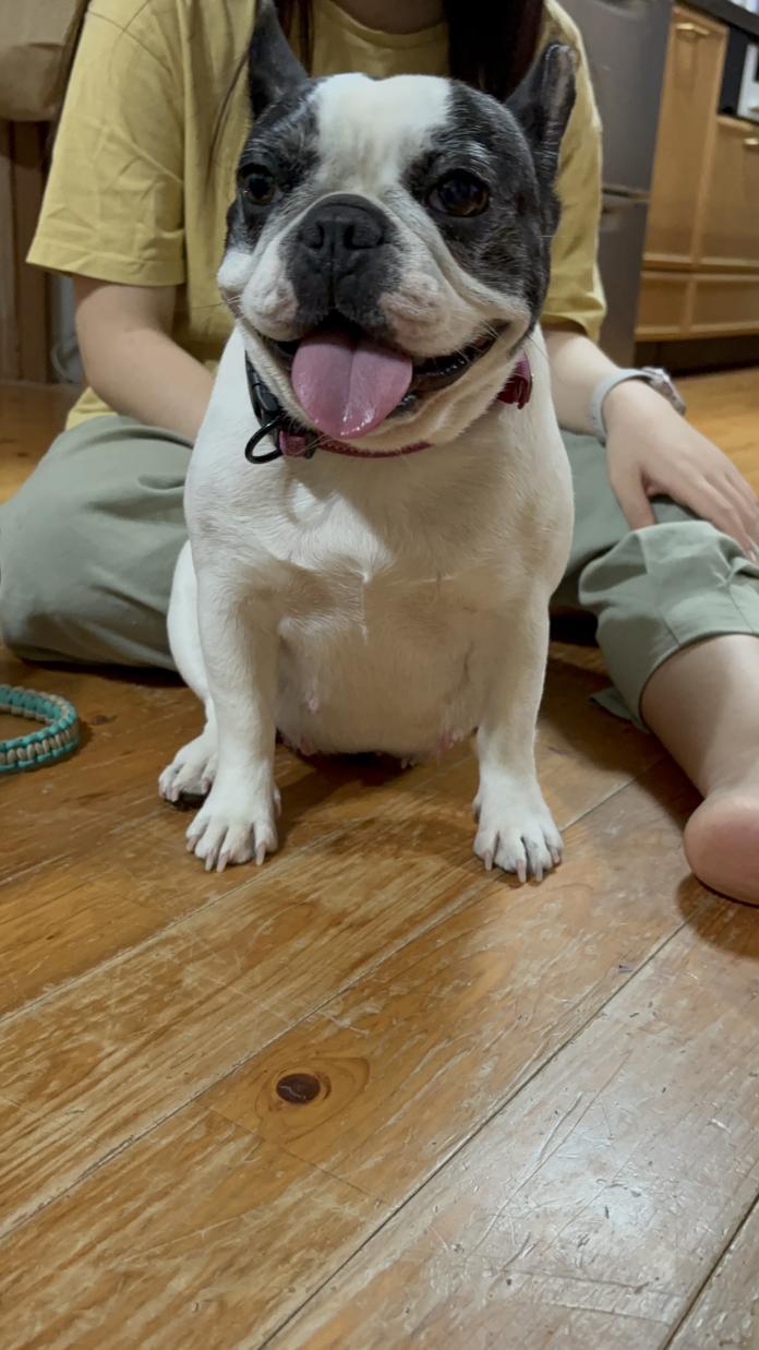 犬のプロフィール画像