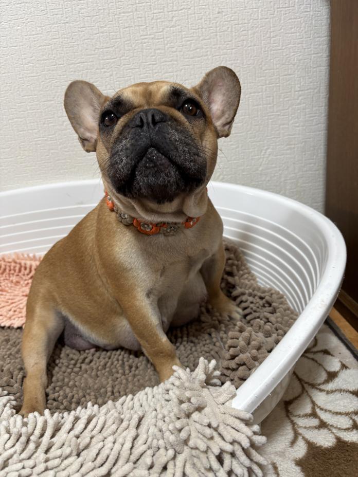 犬のプロフィール画像