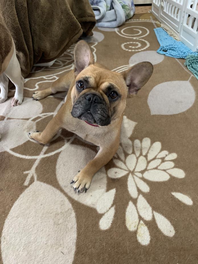 犬のプロフィール画像