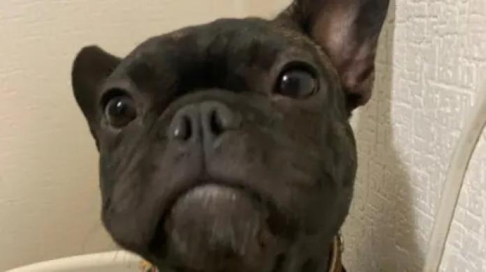 犬のプロフィール画像