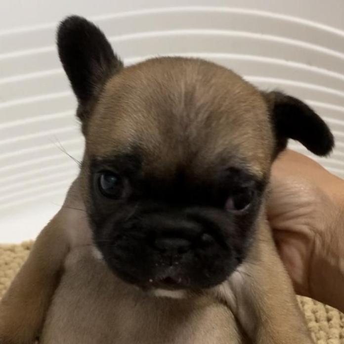 フレンチブルドッグ(広島県・女の子・2025/12/08・フォーン)の子犬情報! | 長濱 千寿子ブリーダー(1054)