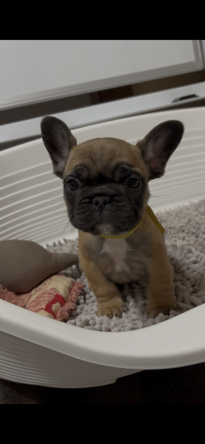 フレンチブルドッグ(広島県・女の子・2025/12/08・フォーン)の子犬情報! | 長濱 千寿子ブリーダー(1054)