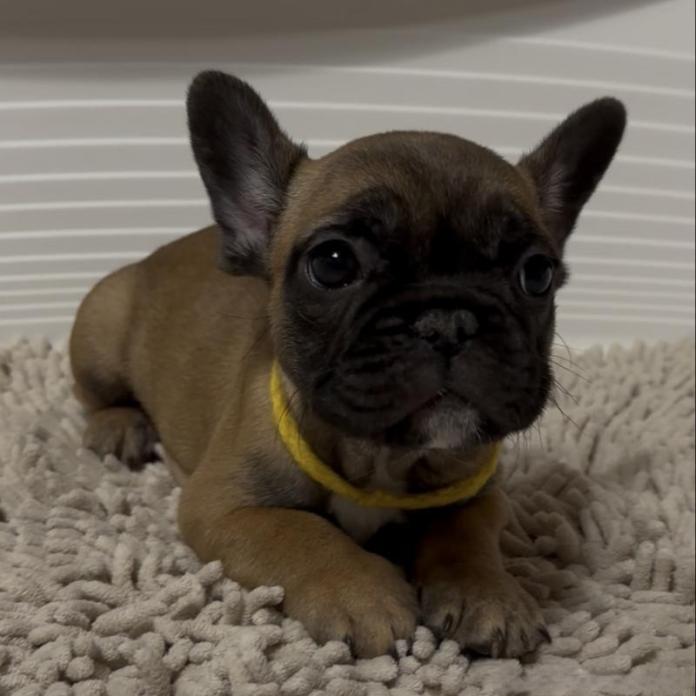 フレンチブルドッグ(広島県・女の子・2025/12/08・フォーン)の子犬情報! | 長濱 千寿子ブリーダー(1054)