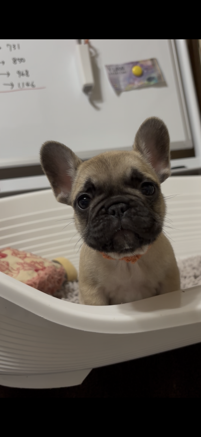 フレンチブルドッグ(広島県・女の子・2025/12/08・フォーン)の子犬情報! | 長濱 千寿子ブリーダー(1055)