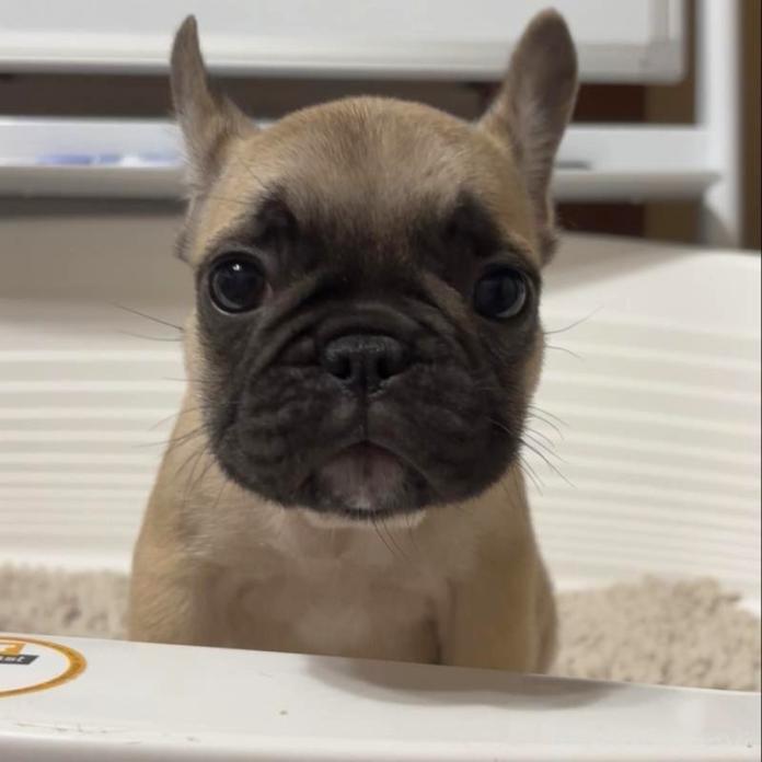 フレンチブルドッグ(広島県・女の子・2025/12/08・フォーン)の子犬情報! | 長濱 千寿子ブリーダー(1055)