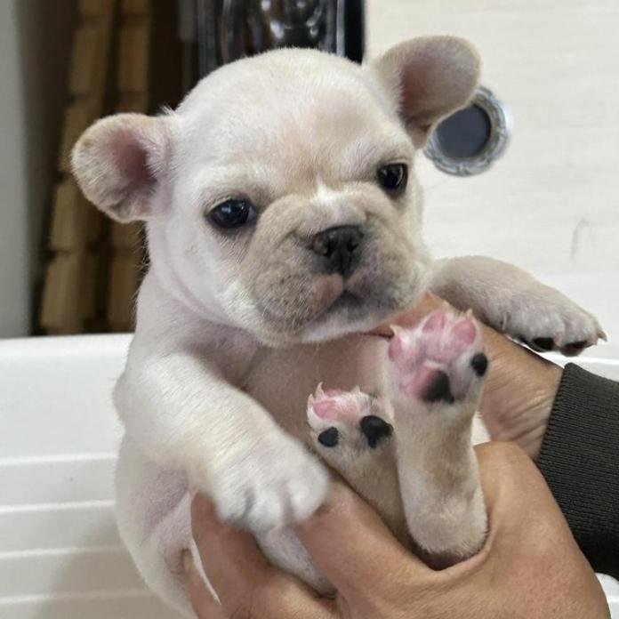 フレンチブルドッグ(広島県・男の子・2025/12/08・クリーム)の子犬情報! | 長濱 千寿子ブリーダー(1056)