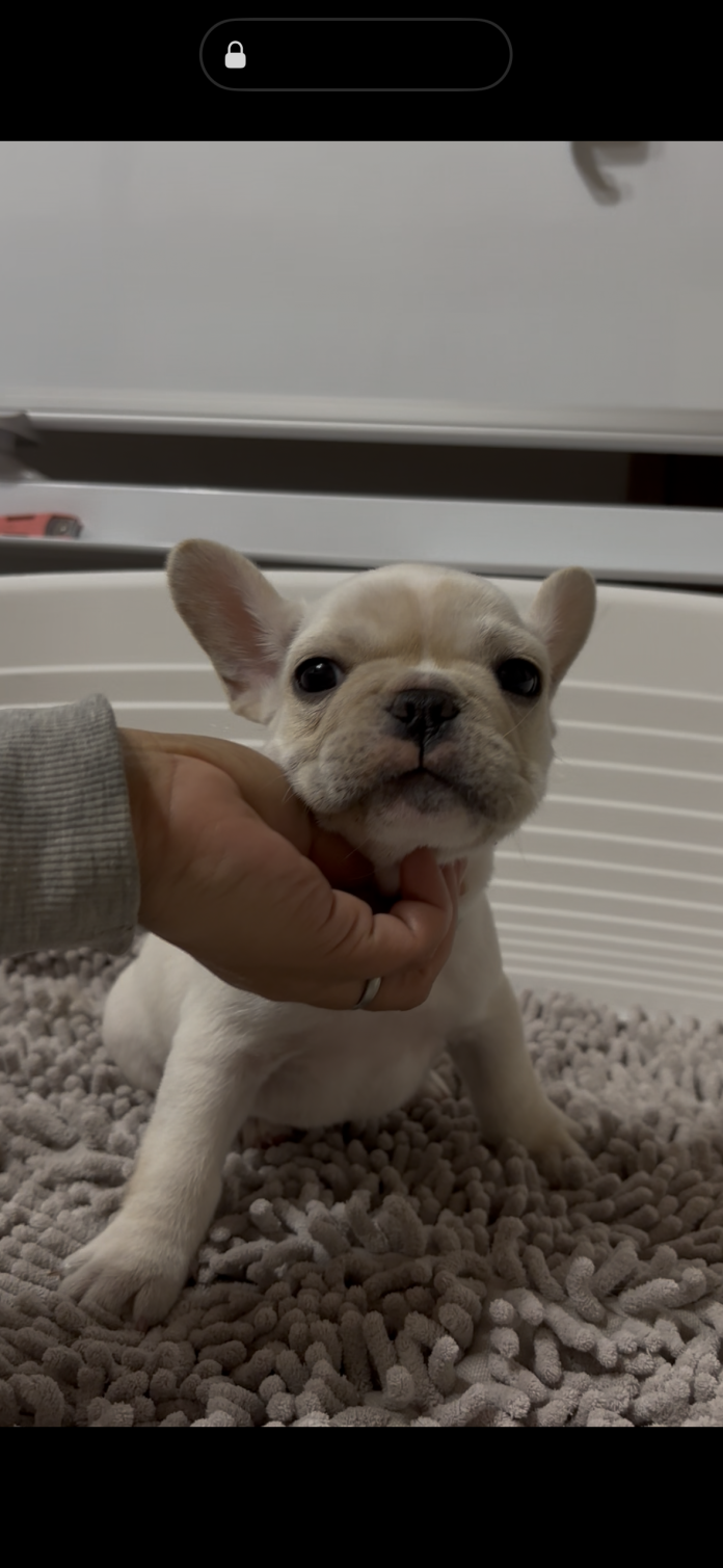 フレンチブルドッグ(広島県・男の子・2025/12/08・クリーム)の子犬情報! | 長濱 千寿子ブリーダー(1056)