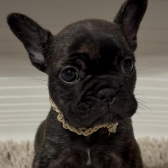 フレンチブルドッグ(広島県・女の子・2026/01/09・ブリンドル)の子犬情報! | 長濱 千寿子ブリーダー(1129)