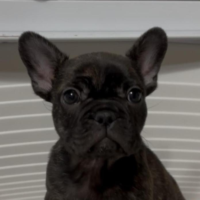 フレンチブルドッグ(広島県・女の子・2026/01/09・ブリンドル)の子犬情報! | 長濱 千寿子ブリーダー(1129)