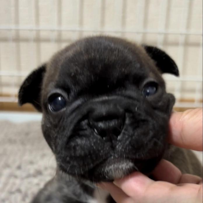 フレンチブルドッグ(広島県・男の子・2026/06/04・ブリンドル)の子犬情報! | 長濱 千寿子ブリーダー(1591)