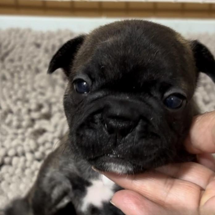 フレンチブルドッグ(広島県・男の子・2026/06/04・ブリンドル)の子犬情報! | 長濱 千寿子ブリーダー(1592)