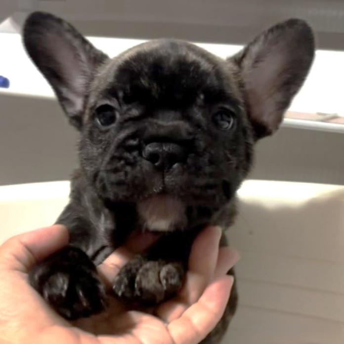 フレンチブルドッグ(広島県・男の子・2026/06/04・ブリンドル)の子犬情報! | 長濱 千寿子ブリーダー(1593)