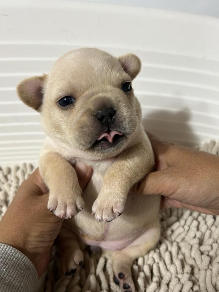 フレンチブルドッグ(広島県・女の子・2025/11/28・クリーム)の子犬情報! | 長濱 千寿子ブリーダー(951)