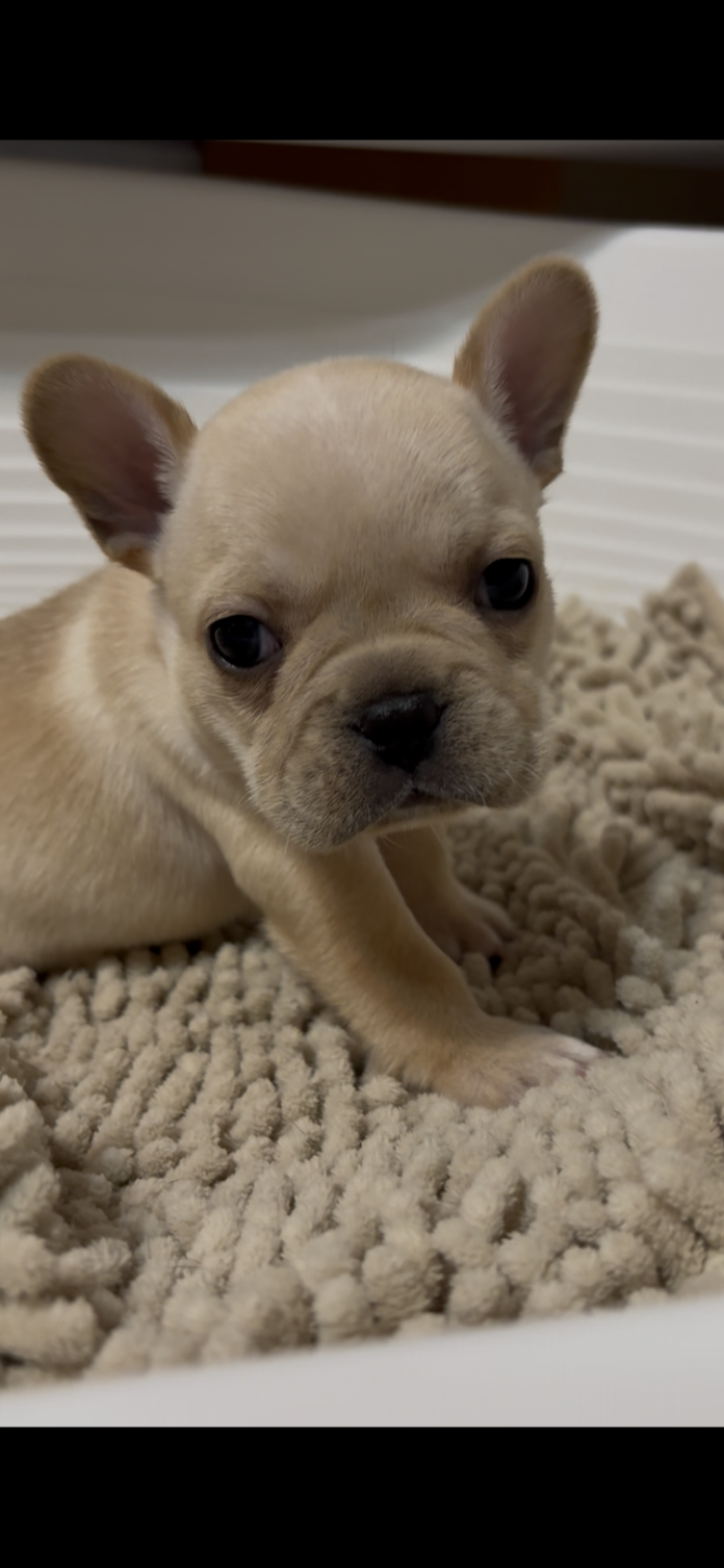 フレンチブルドッグ(広島県・女の子・2025/11/28・クリーム)の子犬情報! | 長濱 千寿子ブリーダー(951)