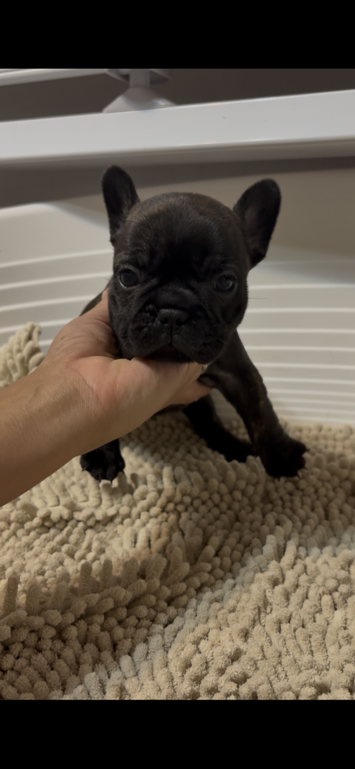 フレンチブルドッグ(広島県・女の子・2025/11/28・ブリンドル)の子犬情報! | 長濱 千寿子ブリーダー(952)