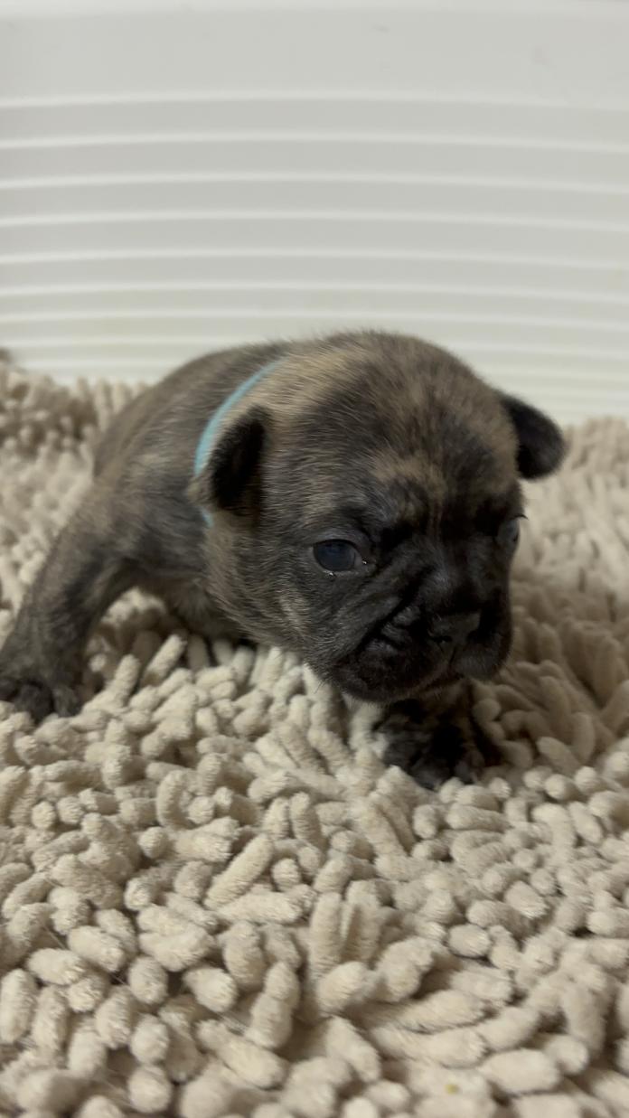 フレンチブルドッグ(広島県・男の子・2025/11/28・ブリンドル)の子犬情報! | 長濱 千寿子ブリーダー(953)