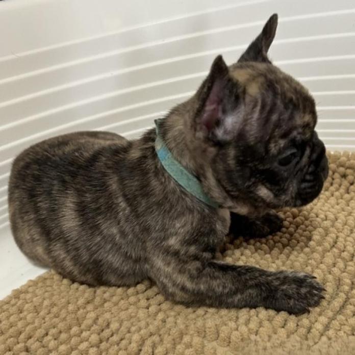 フレンチブルドッグ(広島県・男の子・2025/11/28・ブリンドル)の子犬情報! | 長濱 千寿子ブリーダー(953)