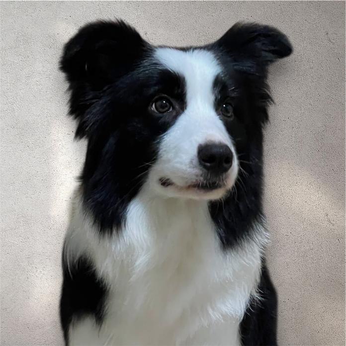 犬のプロフィール画像