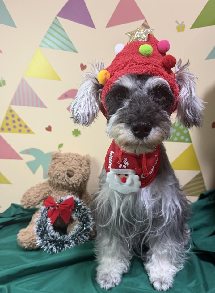 犬のプロフィール画像