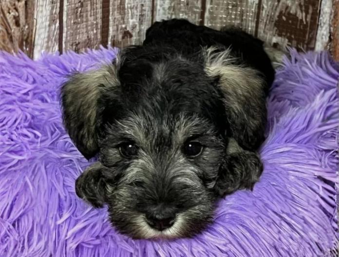 ミニチュアシュナウザー(兵庫県・女の子・2024/11/29・ソルト&ペッパー)の子犬情報! | 大迫 友恵ブリーダー(910)